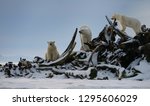 Three Polar bears climbing on snow covered whale bone pile on Barter Island Kaktovik Alaska