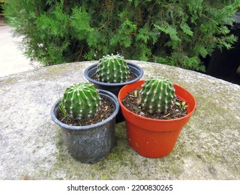 Three Potted Cacti Growing Healthily