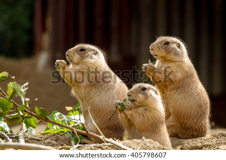 Three prairie dogs sit and nibble the leaves from twigs