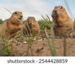 Three prairie dogs sitting on the ground eating sunflower seeds