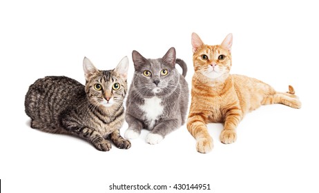 Three Pretty Adult Mixed Breed Cats Laying Together On White Studio Background