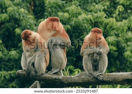 Three proboscis monkeys perched on a branch during rain in Borneo's lush rainforest environment