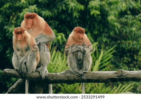 Three proboscis monkeys sitting on a branch in the rain amidst lush greenery in Borneo