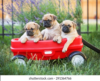 Three  pug chihuahua mix - chug-  puppies  in a red wagon (VERY SHALLOW DOF - on the eyes)
