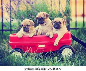 Three  pug chihuahua mix - chug-  puppies  in a red wagon toned with a retro vintage instagram filter effect app or action - Powered by Shutterstock