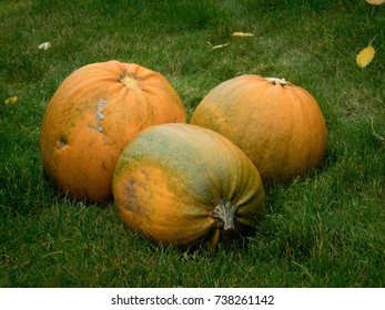 Three pumpkins 