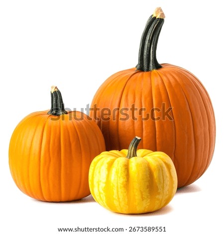 Three pumpkins of different sizes and colors are displayed in the image.