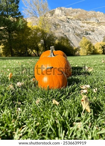 Three pumpkins lined up from smallest to largest