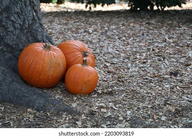 Three Pumpkins Sit In The Shade Of An Oak Tree