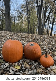 three pumpkins sitting on the ground with brown leaves all around in the woods