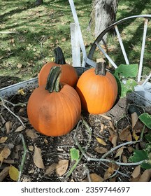 Three pumpkins sitting outside alone