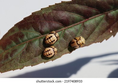 Three Pupa Baby Beetle On Roselle Leaf