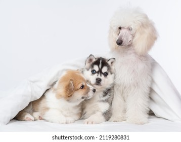 Three puppies of different breeds sitting under the covers on the bed. Red corgi, black husky, white poodle. Puppies friends at home - Shutterstock ID 2119280831