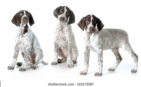 1,992 German short haired pointer Images, Stock Photos & Vectors ...