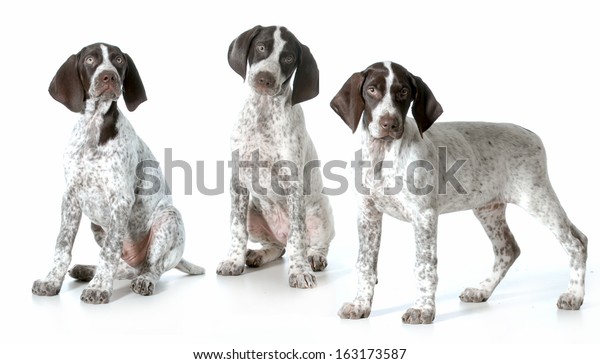 Three Puppies German Shorthaired Pointer Puppies Stock Photo Edit