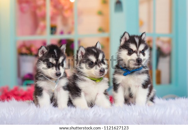 siberian husky small dogs