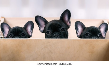 Three puppies look out from the enclosure. French Bulldog Puppies. Black, brindle color. Elite, pedigree dogs. Big ears