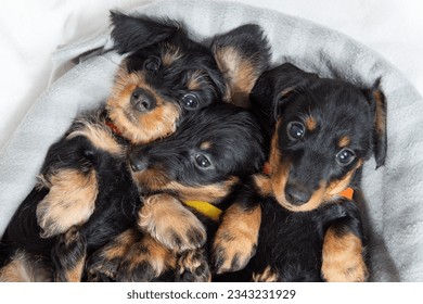 Three puppies of a wire-haired dachshund are lying on the bed with their paws up. Portrait of a dog. Cute pets - Powered by Shutterstock
