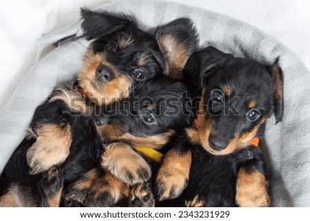 Three puppies of a wire-haired dachshund are lying on the bed with their paws up. Portrait of a dog. Cute pets