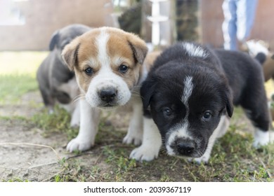 Three Purebred Alabai Puppies. The Puppy Sat On Another One. Funny Photo With Puppies, Small Dogs Playing. Breeding Of Large Dogs. A Dog Shelter. Veterinary Care. A Black Puppy. White Dog. Brown Pet