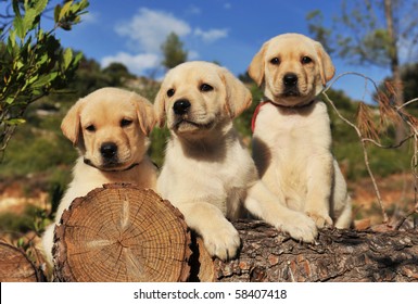 Labrador Baby Images Stock Photos Vectors Shutterstock