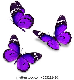 Three Purple Butterfly Isolated On White Stock Photo (Edit Now) 276006059