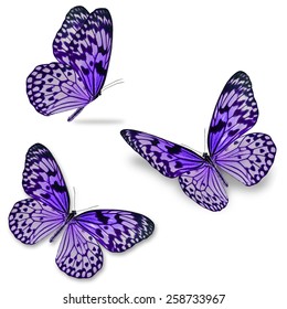 Three Purple Butterfly Isolated On White Stock Photo (Edit Now) 258733967