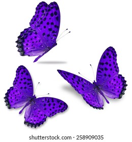 Three Purple Butterfly Isolated On White Background