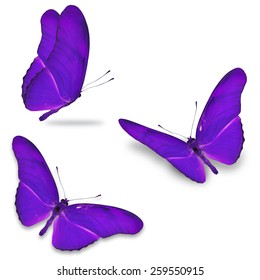 Three Purple Butterfly Isolated On White Background