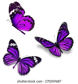 Tres mariposas púrpura 