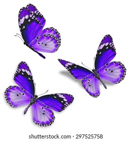 Three Purple Butterfly Isolated On White Background