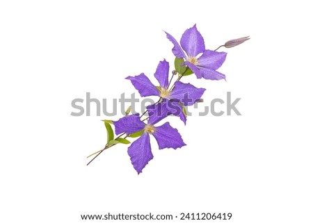 Three purple flowers, leaves and buds bouquet isolated on white. Blue clematis Jackmanii garland floral arrangement.
Climber plant branch. Violet blooms with four petals.