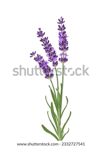 Three purple lavender flower stems isolated cutout on white background