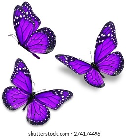  Purple Butterfly Images Stock Photos Vectors Shutterstock