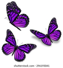 Three Purple Monarch Butterfly Isolated On Stock Photo 571360450 ...