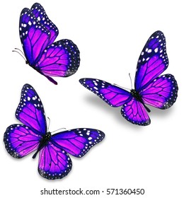 Three Purple Monarch Butterfly Isolated On Stock Photo 571360450 ...