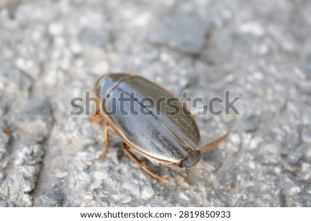 Three quarter back view of a great diving beetle on asphalt
