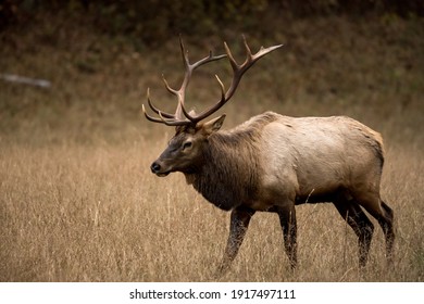 Three Quarter View of Walking Bull Elk in Cataloochee valley