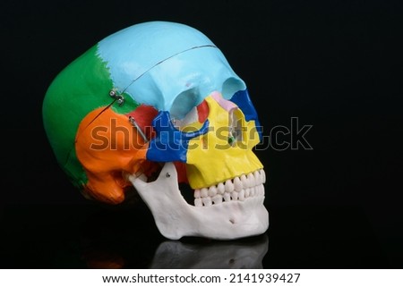 Three quarters view of coloured plastic educational model of a human skull on black background.