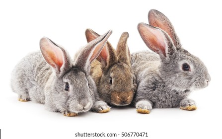 Three Rabbits Isolated On A White Background.