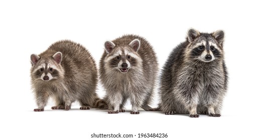 Three raccoons facing in a raw, isolated