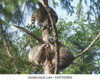 Three Raccoons On A Tree