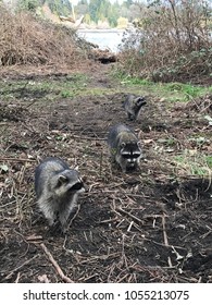 Three Raccoons In A Park