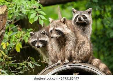 Three racoons sitting in a row in Eindhoven Zoo, the Netherlands.