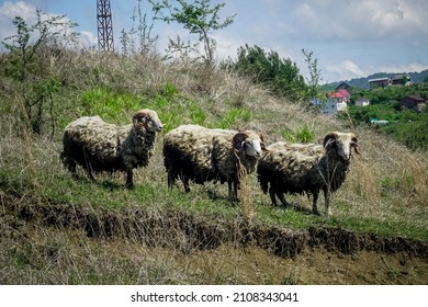 Three rams stand in the meadow