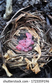 Three Rats Lay In The Nest With Grass.