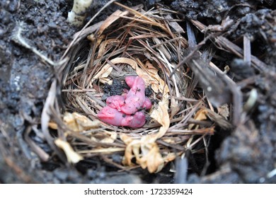 Three Rats Lay In The Nest With Grass.