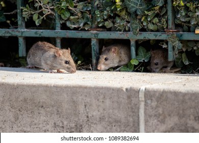 Three Rats In Paris