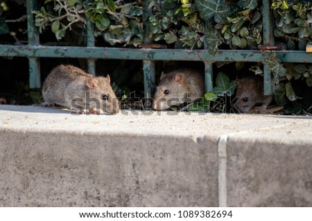 three rats in paris
