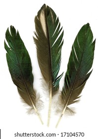 Three raven feathers on white background